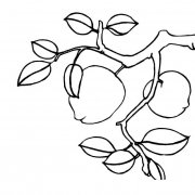 桃树植物简笔画步骤图片大全