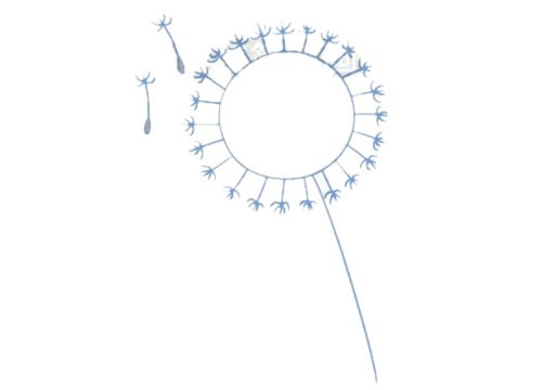 蒲公英简笔画图片