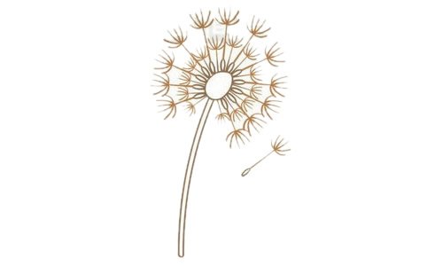蒲公英简笔画图片