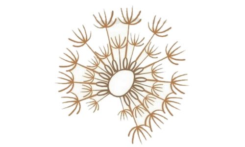 蒲公英简笔画图片