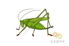 儿童简单画 蝈蝈简笔画步骤图