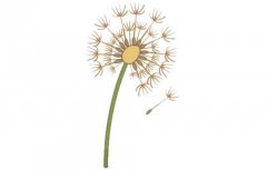 蒲公英简笔画的画法及图片大全