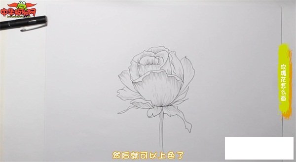 玫瑰花怎么画