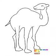 动物简笔画：一只骆驼8
