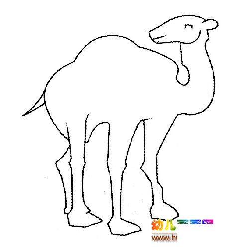 动物简笔画:一只骆驼8