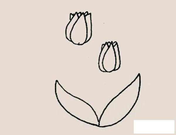 郁金香简笔画图片