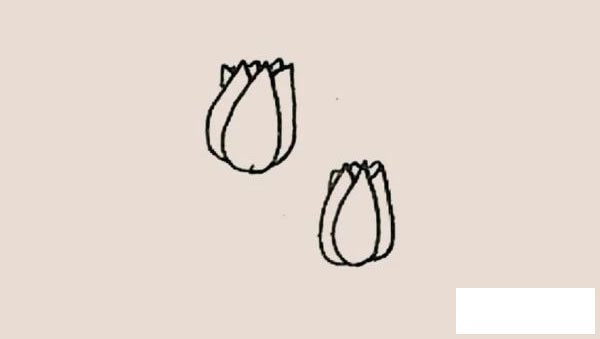 郁金香简笔画图片