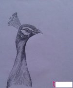 漂亮的动物简笔画图片,孔雀头像简笔画