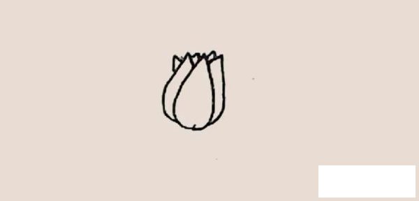 郁金香简笔画图片