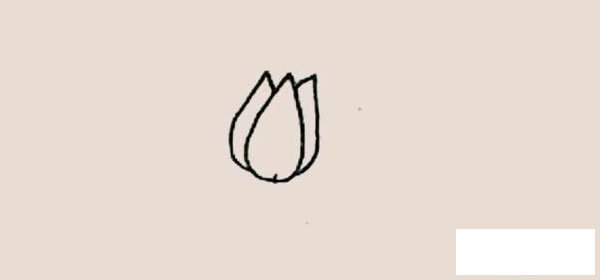 郁金香简笔画图片