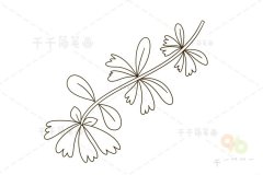 金银花简笔画 花朵启蒙画