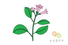 金鸡纳树简笔画教程