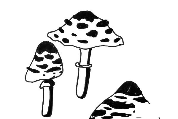 黑白线描蘑菇