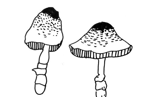 黑白线描蘑菇