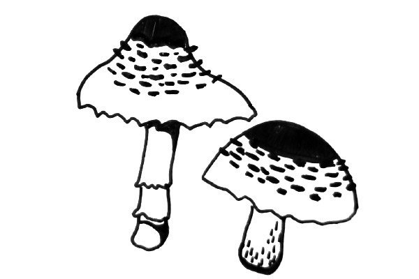 黑白线描蘑菇