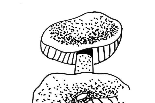 黑白线描蘑菇