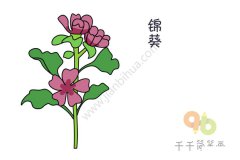 锦葵简笔画图片