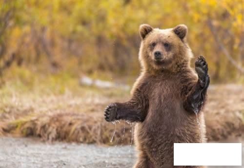 可爱的小熊简笔画怎么画 可爱的小熊简笔画怎么制作