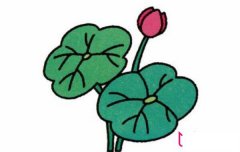 好看的荷花简笔画，植物简笔画