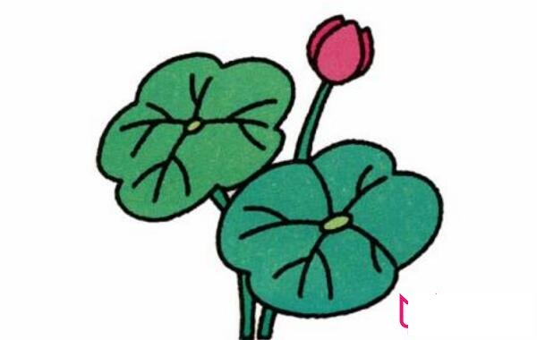 好看的荷花简笔画,植物简笔画