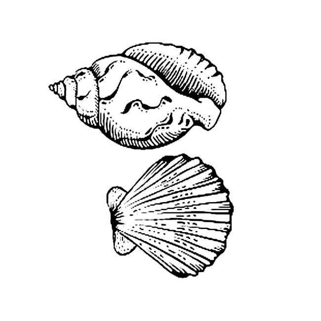 贝壳物品简笔画步骤图片大全