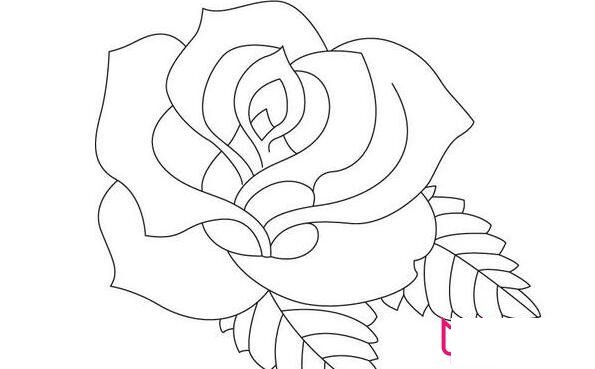 美丽的玫瑰简笔画，植物简笔画