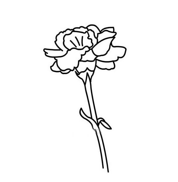 康乃馨简笔画图片