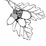 橡果植物简笔画步骤图片大全