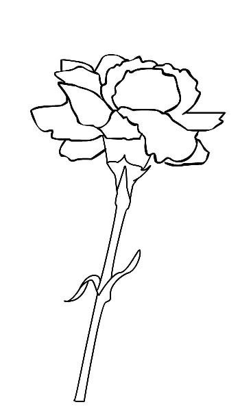 康乃馨简笔画图片