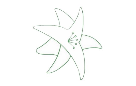 百合花简笔画图片