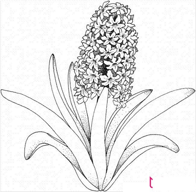 风信子简笔画图片