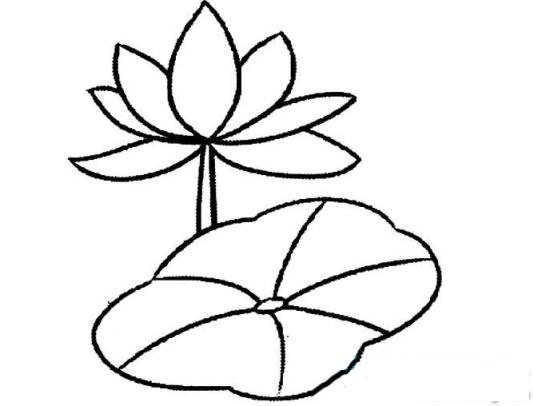 简笔画荷花的娇羞的具体画法步骤图片教程