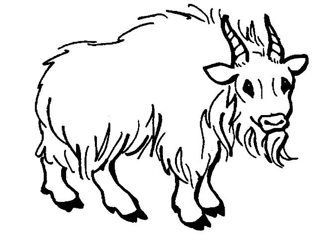 牦牛动物简笔画步骤图片大全