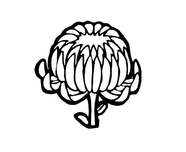 菊花儿童简笔画图片