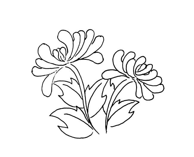 手绘菊花简笔画图片