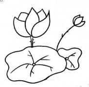 荷花简笔画画法_怎么画荷花