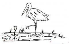 沼泽地里的丹顶鹤简笔画图片