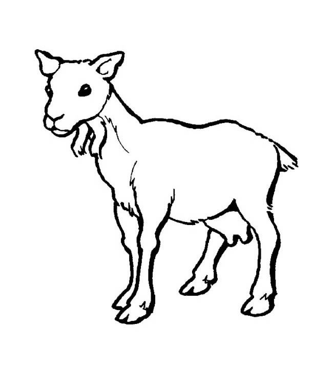 山羊动物简笔画步骤图片大全二