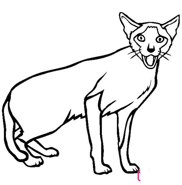 暹罗猫简笔画图片