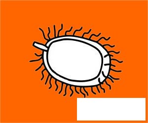 毛丹简笔画图片