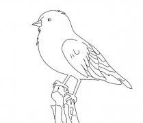 小山雀简笔画图片