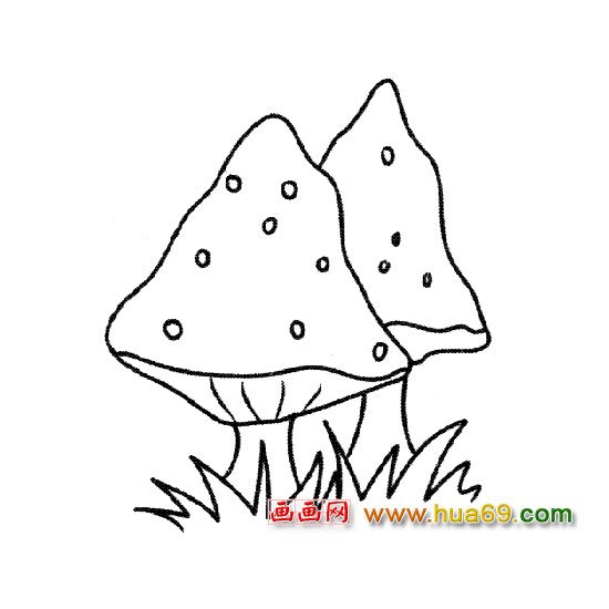 植物简笔画:洋茸