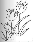 郁金香简笔画画法_怎么画郁金香