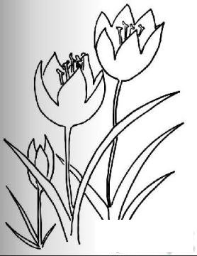 简笔画郁金香的具体画法步骤图片教程