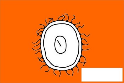 毛丹简笔画图片