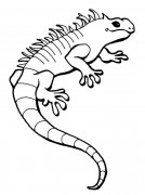大蜥蜴动物简笔画步骤图片大全