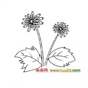 两朵菊花简笔画