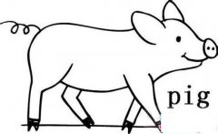 动物简笔画:猪