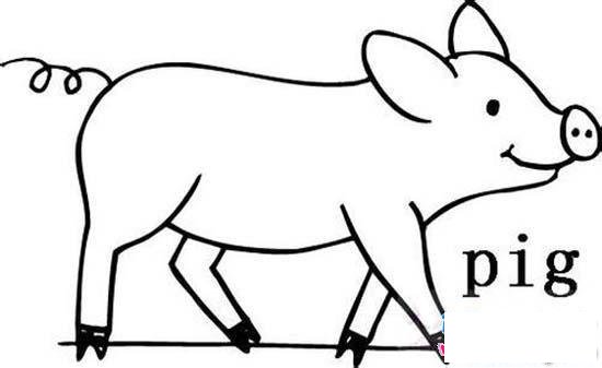 动物简笔画：猪