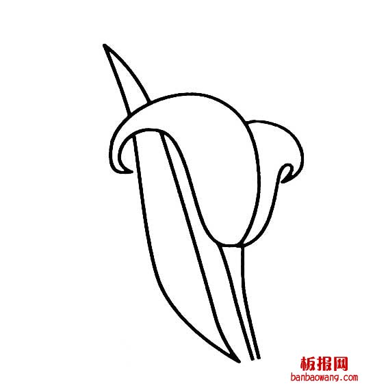 马蹄莲花的的画法3